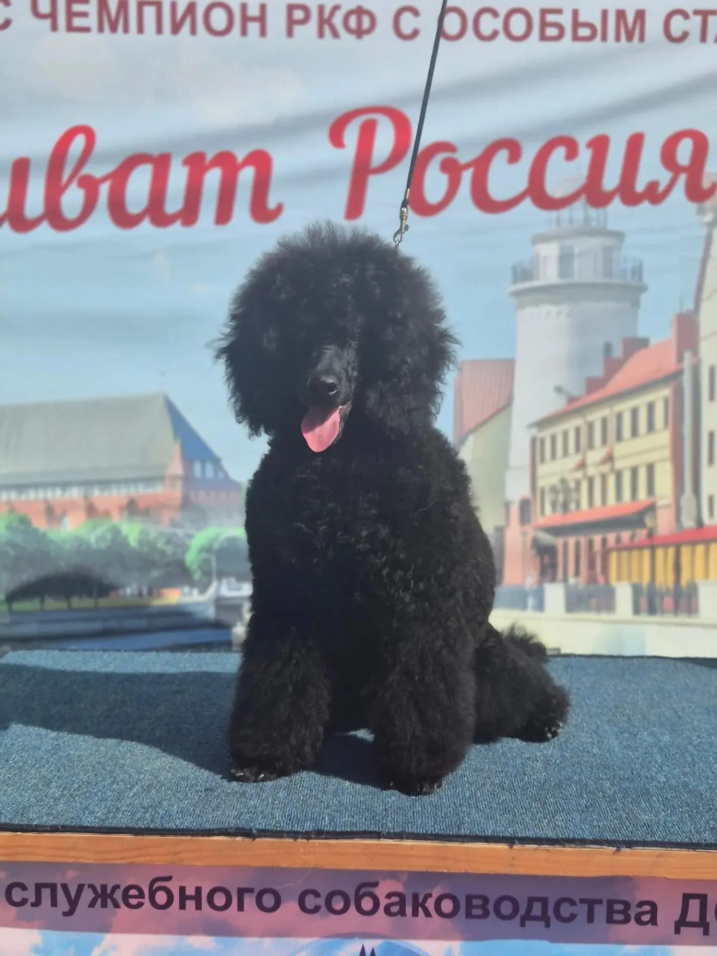 Кадерле Мирас Аквамарин (Мартин)