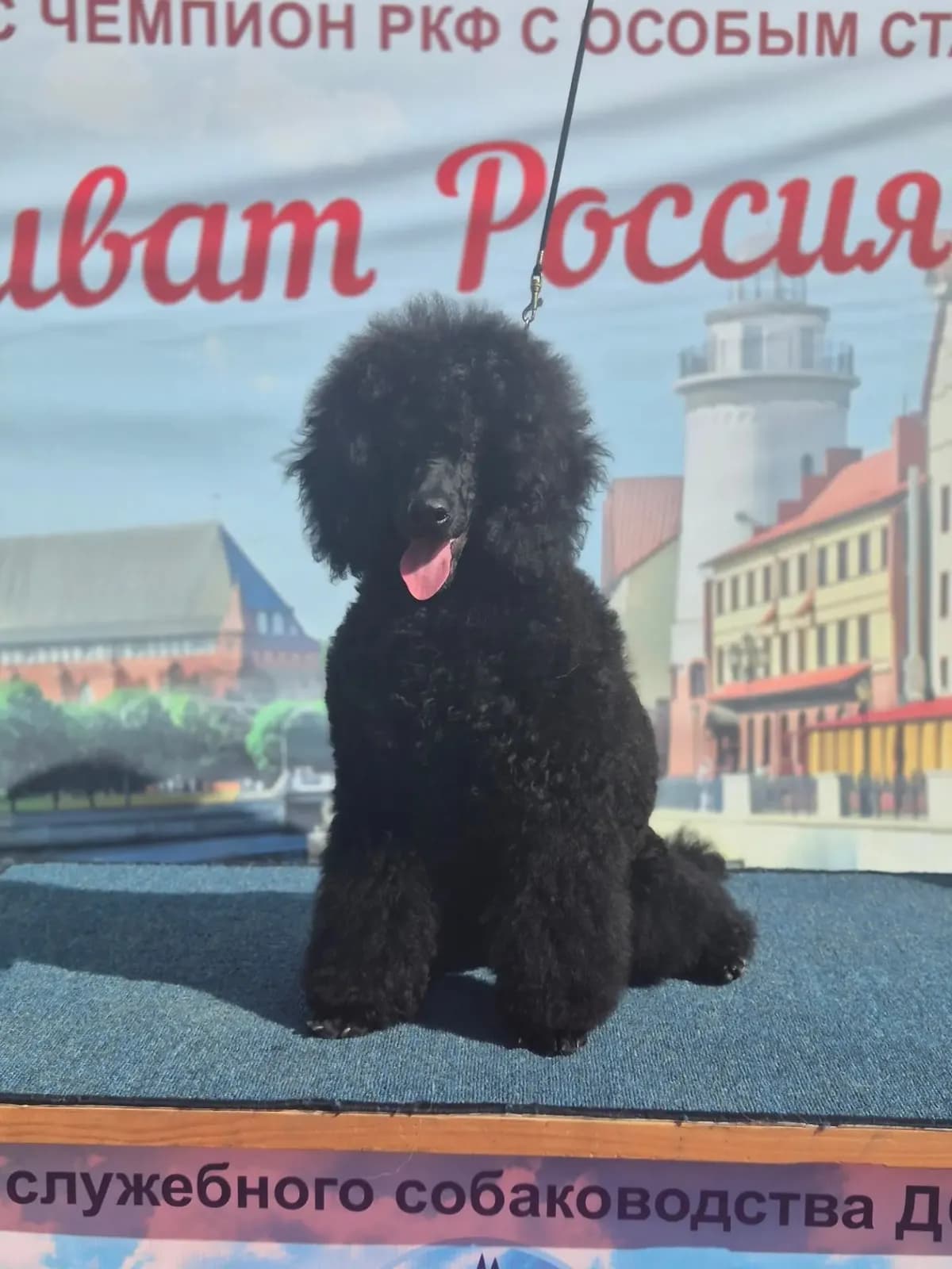 Выставка в Калининграде